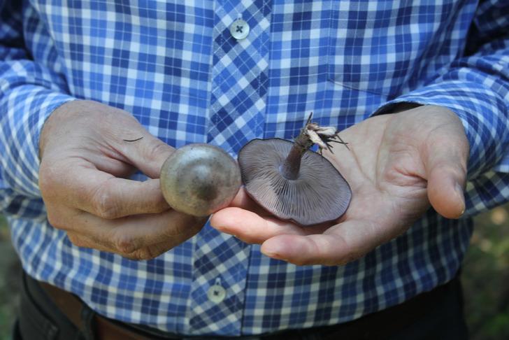 
'Ölüm meleği' olarak biliniyor... Uzman isim uyardı! Bu mantarı sakın yemeyin
