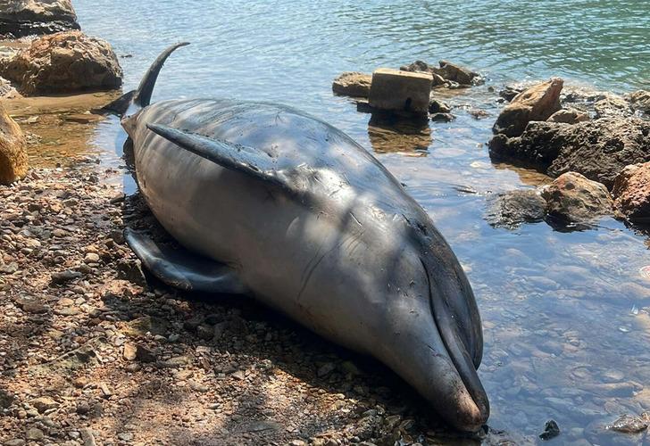 
Bodrum'da dikkat çeken görüntü! Ölü yunus sahile vurdu, o detay gözden kaçmadı
