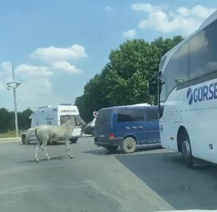 
Böyle vicdansızlık görülmedi! 40 derece sıcakta atı araca bağlayıp koşturdular...
