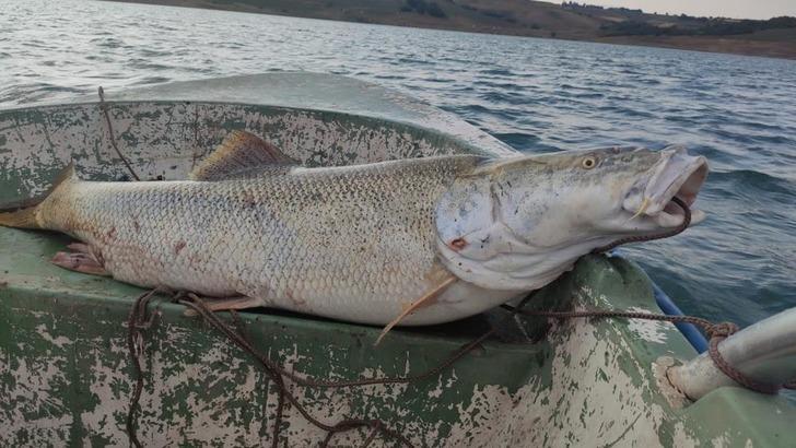 
Fırat Nehri'nde 30 kiloluk turna balığı oltaya takıldı
