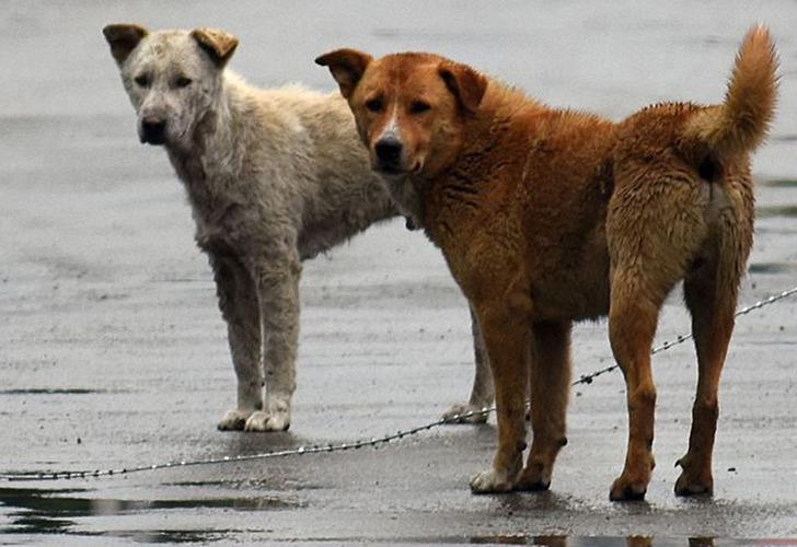 
İzmir'de bir evde sağlıksız koşullarda bakılan 52 köpeğe el konuldu
