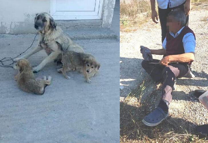 
Köpeği ağaca bağlayıp cinsel saldırıda bulunmuştu! O sanık hakkında karar verildi
