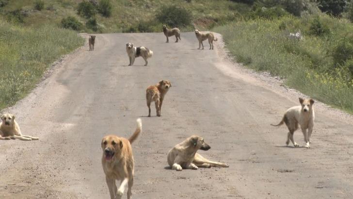 
Korkunç vahşet! Yüzlerce başıboş köpek açlıktan birbirlerini yemeye başladı
