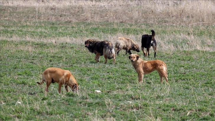 
Kuduz olan sokak köpeğinin saldırısına uğrayan genç mimar hayatını kaybetti
