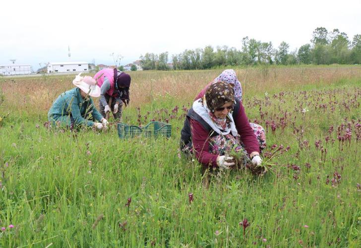 
Topraktan çıkan altın! Kilosu 2 bin liradan alıcısı hazır... Üreticilerin yüzünü güldürdü
