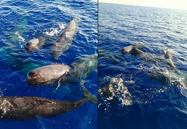 
Türkiye'deki ispermeçet balinaları! Kaş ve Fethiye'de görüntülendiler...  Boyu 20 metreyi, ağırlıkları 57 tonu bulabiliyor
