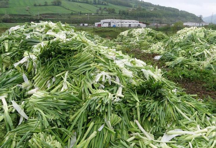 
Üreticinin elinde kalan pırasalar boş alana atıldı! Yoldan geçenlerin dikkatini çekti
